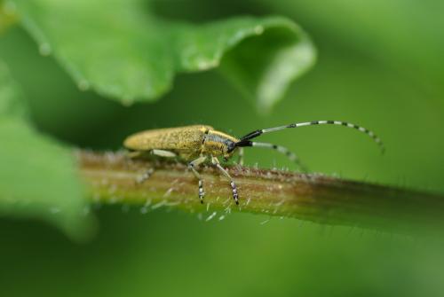 Agapanthia villosoviridescens